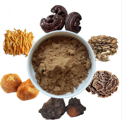 Miscela 6 in 1 Estratto di Funghi Polvere Cordyceps Ganoderma Reishi Chaga Turchia Coda Maitake Lions Mane Funghi Polvere