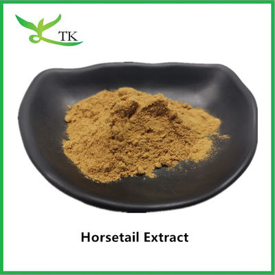 Estratto naturale 100% di coda di cavallo in polvere Equisetum Arvense Extract 10:1