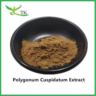 Estratto vegetale naturale puro di Polygonum cuspidatum di gigantesca nocciola Estratto di resveratrolo al 20%