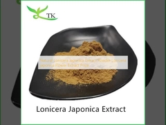 Estratto naturale di Lonicera japonica in polvere